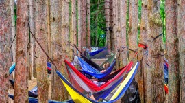 Hammock In The Forest Wallpaper For IPhone Download
