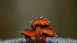 Mushrooms Snow Aircraft Picture