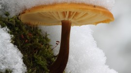 Mushrooms Snow Desktop Wallpaper