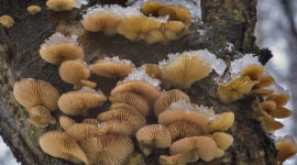 Mushrooms Snow Desktop Wallpaper HD