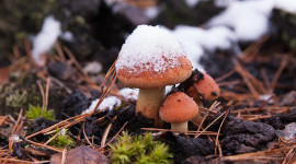 Mushrooms Snow Photo Free