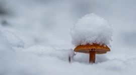 Mushrooms Snow Wallpaper