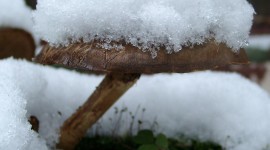 Mushrooms Snow Wallpaper For Android