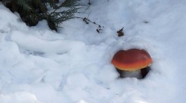Mushrooms Snow Wallpaper For Desktop
