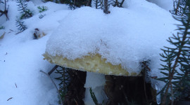 Mushrooms Snow Wallpaper For IPhone
