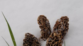 Mushrooms Snow Wallpaper For Mobile
