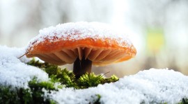Mushrooms Snow Wallpaper For PC