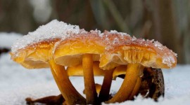 Mushrooms Snow Wallpaper Free