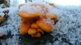 Mushrooms Snow Wallpaper Full HD