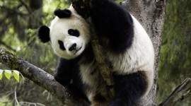 Pandas Reserve In China Best Wallpaper