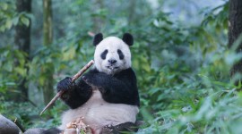 Pandas Reserve In China Desktop Wallpaper