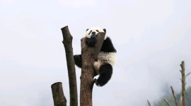 Pandas Reserve In China Desktop Wallpaper For PC