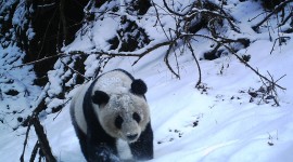 Pandas Reserve In China Desktop Wallpaper Free