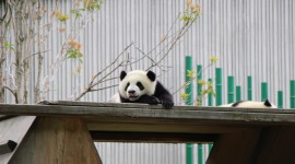 Pandas Reserve In China Desktop Wallpaper HD