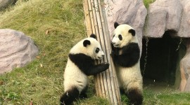 Pandas Reserve In China Wallpaper