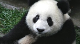 Pandas Reserve In China Wallpaper Download