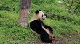 Pandas Reserve In China Wallpaper Full HD