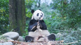 Pandas Reserve In China Wallpaper HD