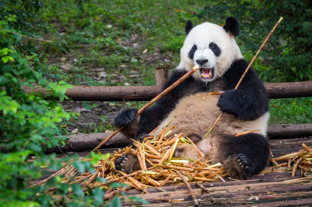 Pandas Reserve In China wallpapers HD