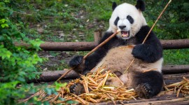 Pandas Reserve In China Wallpaper HQ