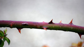 Rose Thorns Image