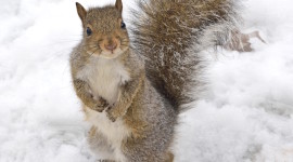 Squirrel Snow Desktop Wallpaper HD
