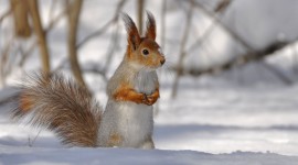 Squirrel Snow Wallpaper 1080p