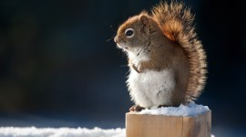 Squirrel Snow Wallpaper HQ