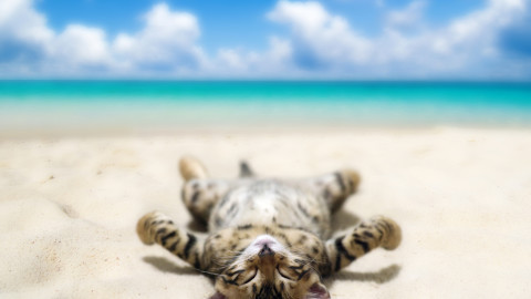 Animals Beaches wallpapers high quality