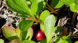 Bearberry Wallpaper For IPhone Free