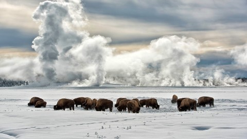 Bison Winter wallpapers high quality