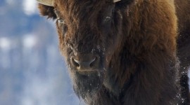 Bison Winter Wallpaper For IPhone