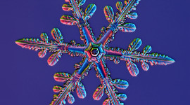 Colorful Snowflakes Photo Free