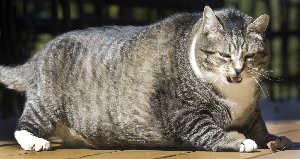 Fat Cat Wallpapers High Quality | Download Free