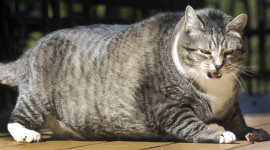 Fat Cat Wallpaper