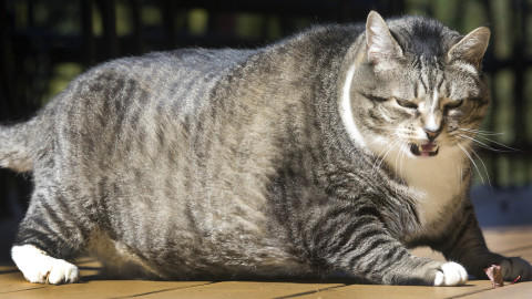 Fat Cat wallpapers high quality