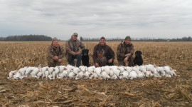 Hunt Snow Geese Photo Download
