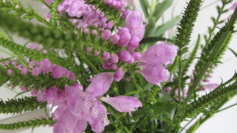 Physostegia wallpapers high quality