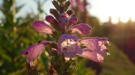 Physostegia Wallpaper For Android