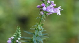 Physostegia Wallpaper For IPhone Free
