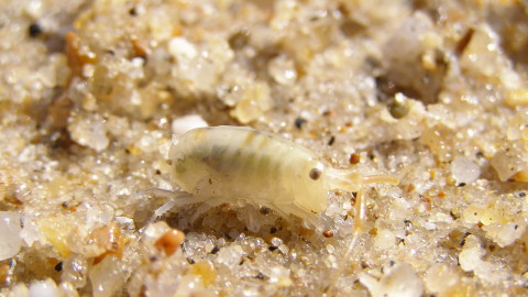 Sand Fleas wallpapers high quality