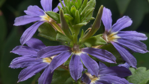 Scaevola wallpapers high quality