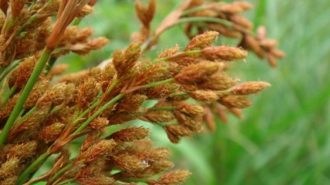 Scirpus wallpapers high quality