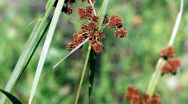 Scirpus Wallpaper For Android