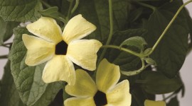 Thunbergia Wallpaper For IPhone Download