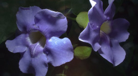 Thunbergia Wallpaper For PC