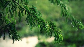 Tree Rain Wallpaper