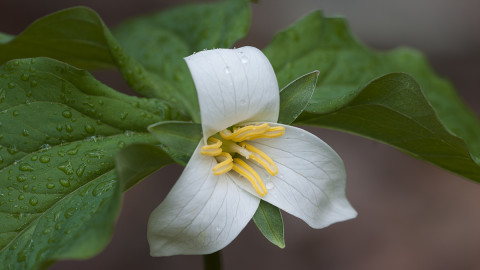 Trillium wallpapers high quality