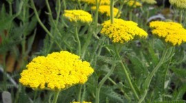 Yarrow Flower Wallpaper For Android