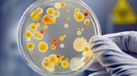 Bacteria In A Petri Dish Best Wallpaper